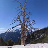 Image description
